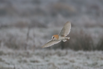 Welney sightings- 25/02/2023